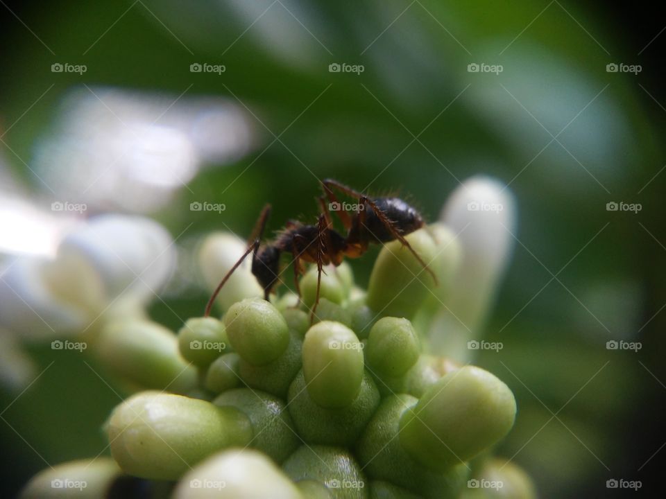 Beautyfull macro shots