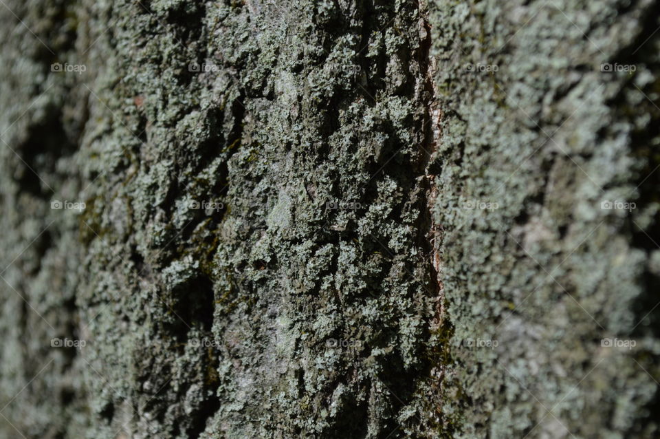 Bark
