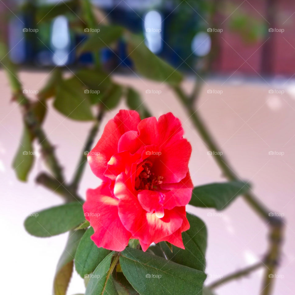 Rose flower