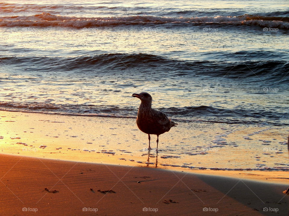 Seagull and red waves
