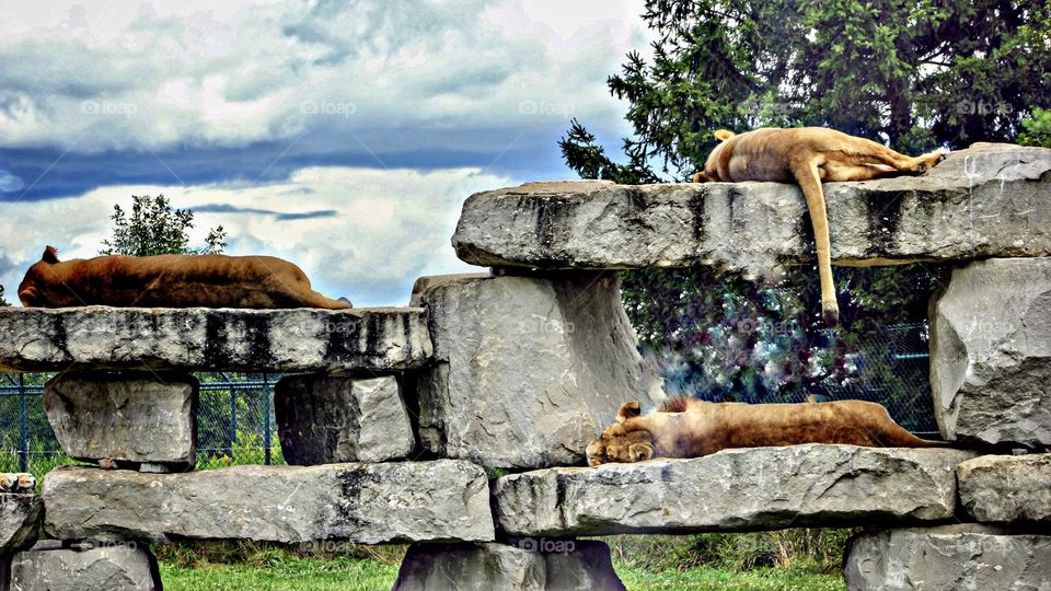 Sneaking behind the sleeping lion , Hakuna Matata