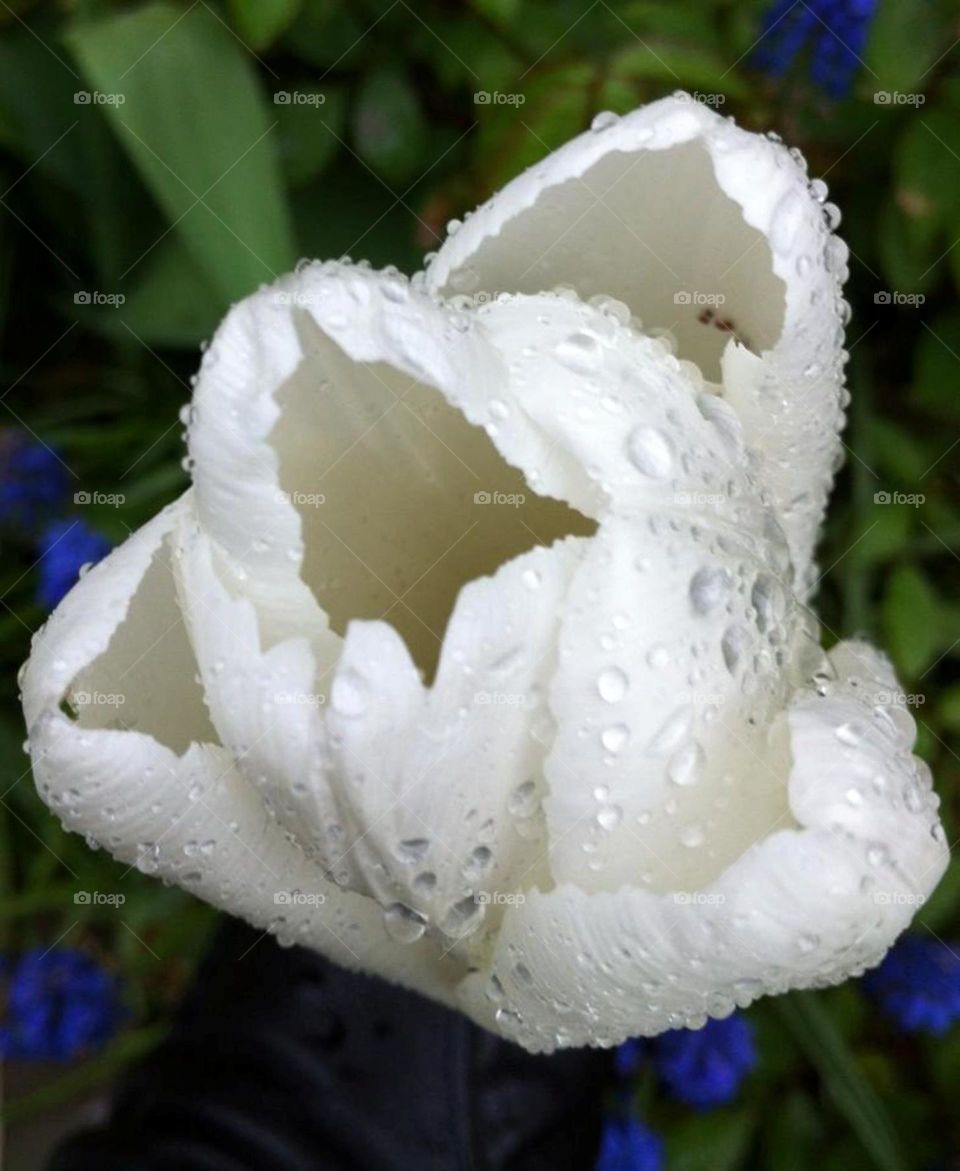 White tulip whith raindrops