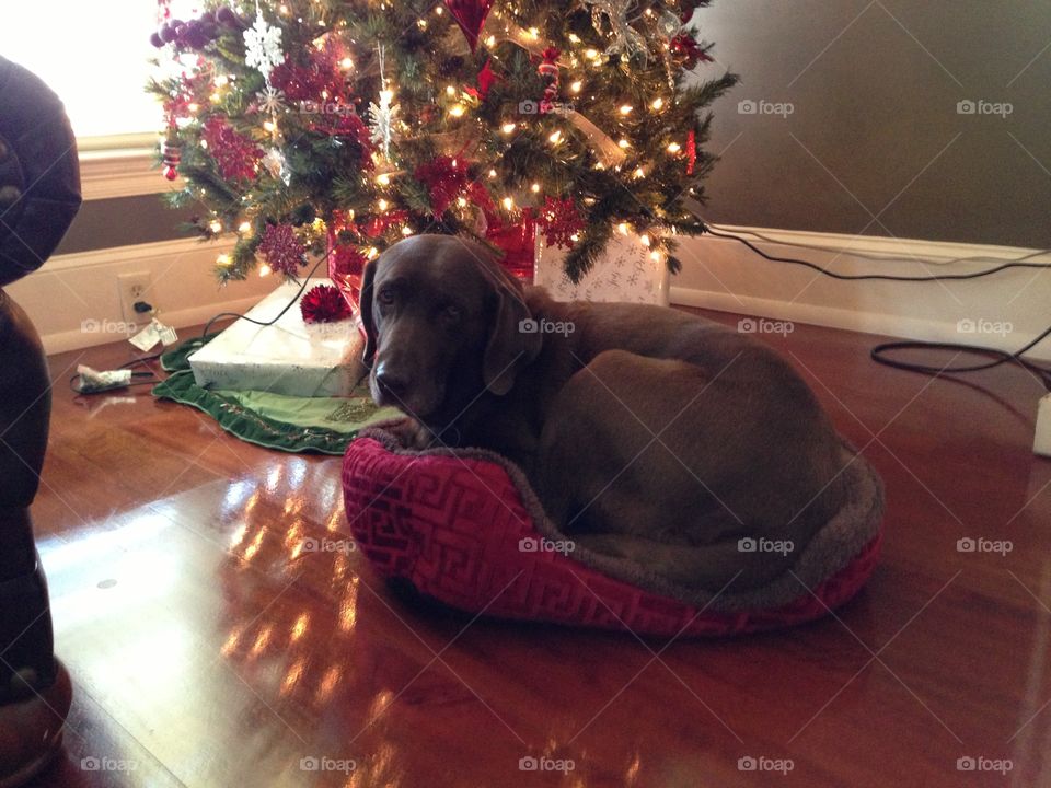Our Labrador wanted to try out our Yorkies bed
