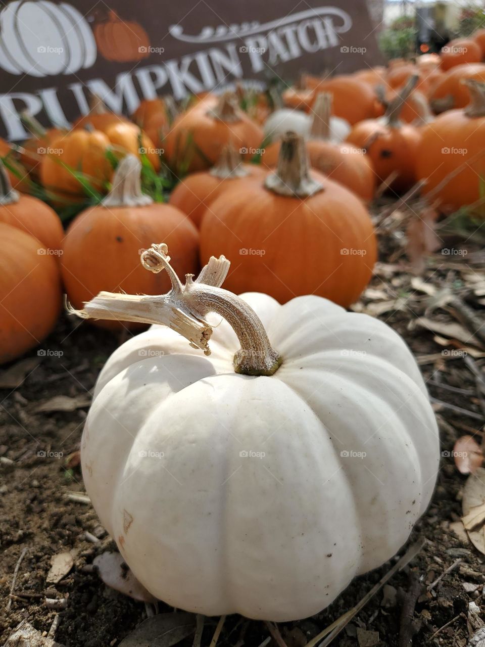 In a sea of orange pumpkins, choose the albino pumpkin!