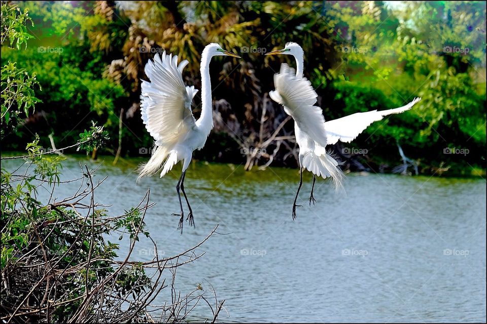 A Great White Egret couple engaged in an aerial courtship dance.