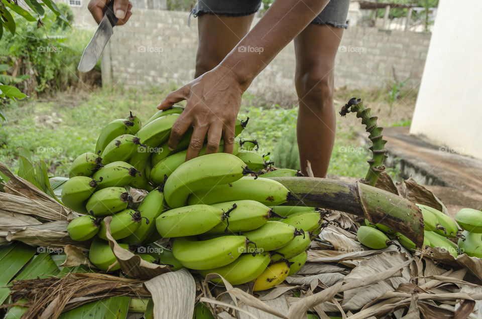 Fresh Cut Banana Bunch