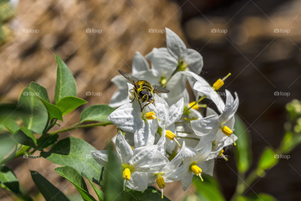 Bee and white flowers