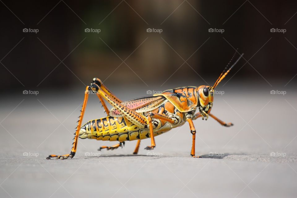 grosshopper
