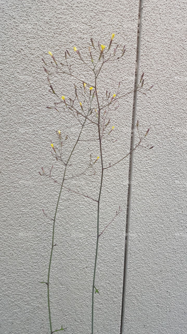 weeds on the wall