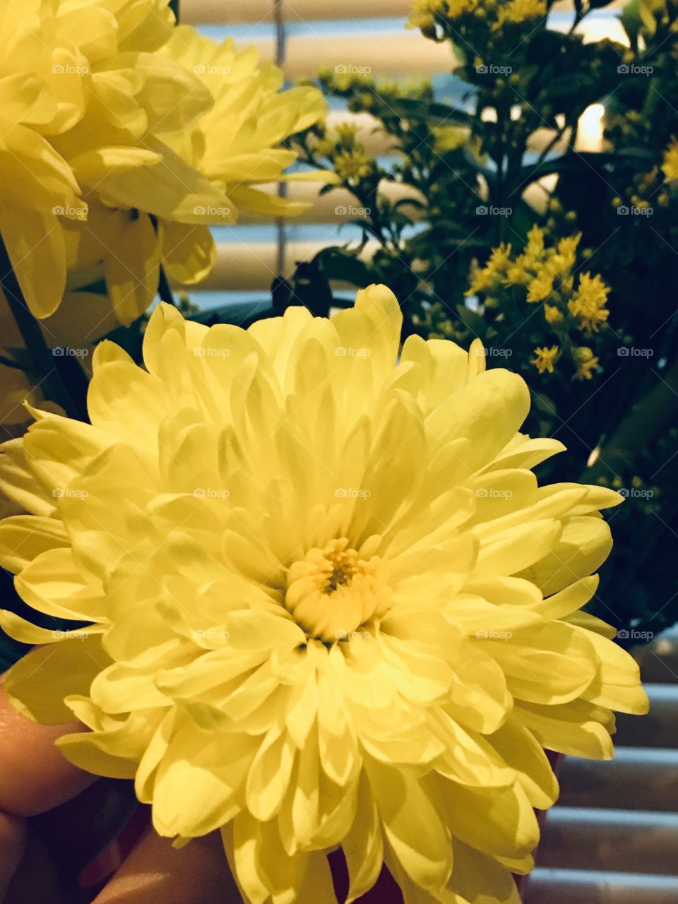 Gorgeous yellow flower 