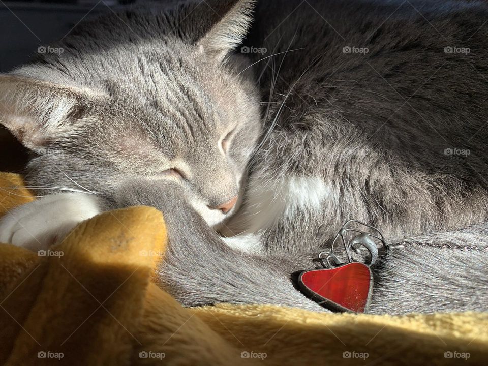 Cozy cat, cuddly cat, laying in the sun. Happy cat, softy cat, my heart you’ve always won.