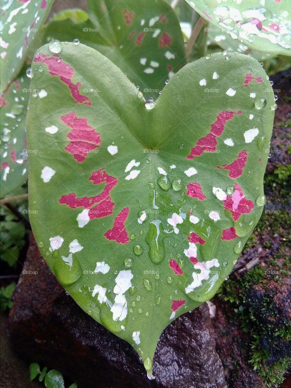 Rain drop's on the leaf