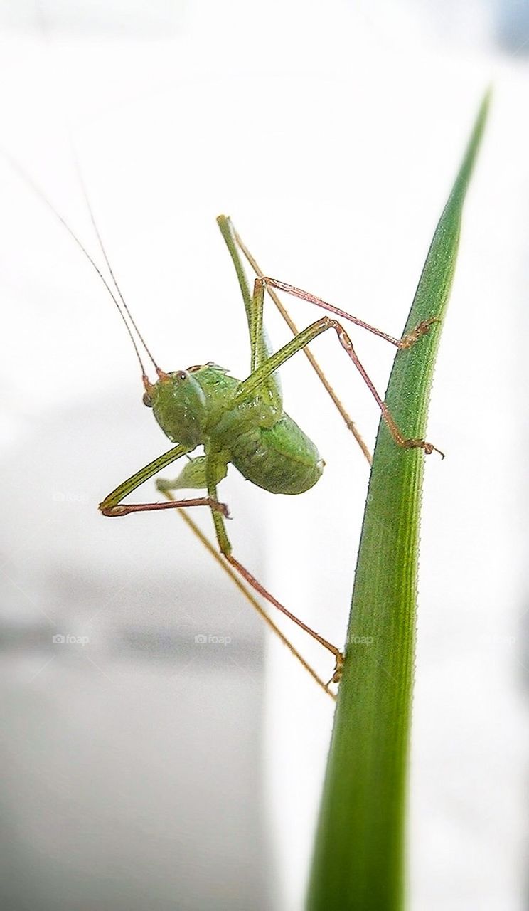 Grasshopper