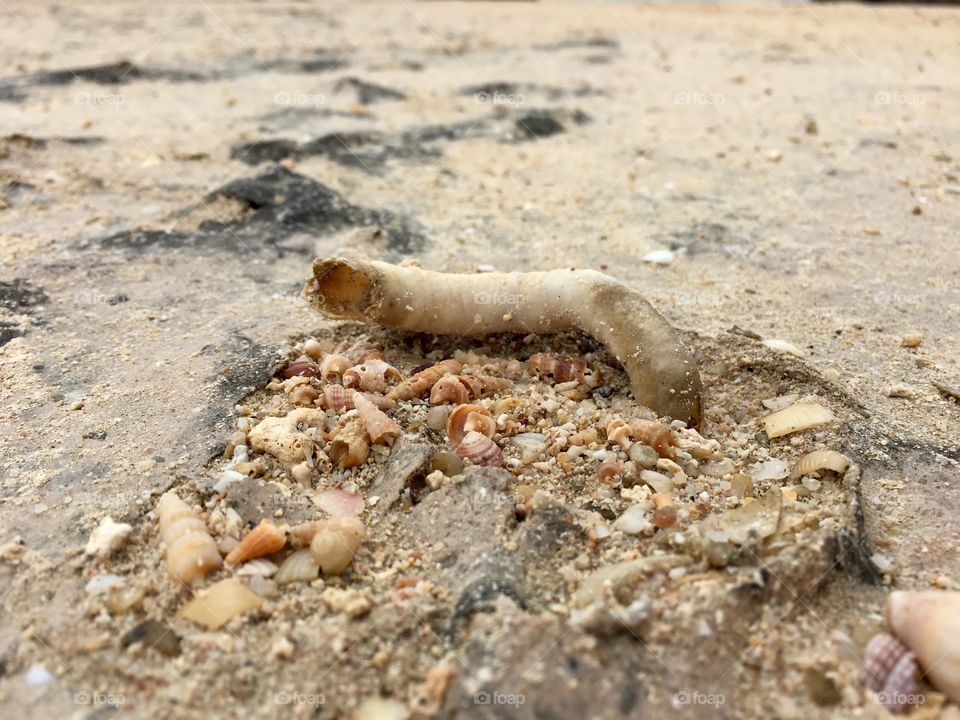 Variety of tiny seashells washed ashore with driftwood 