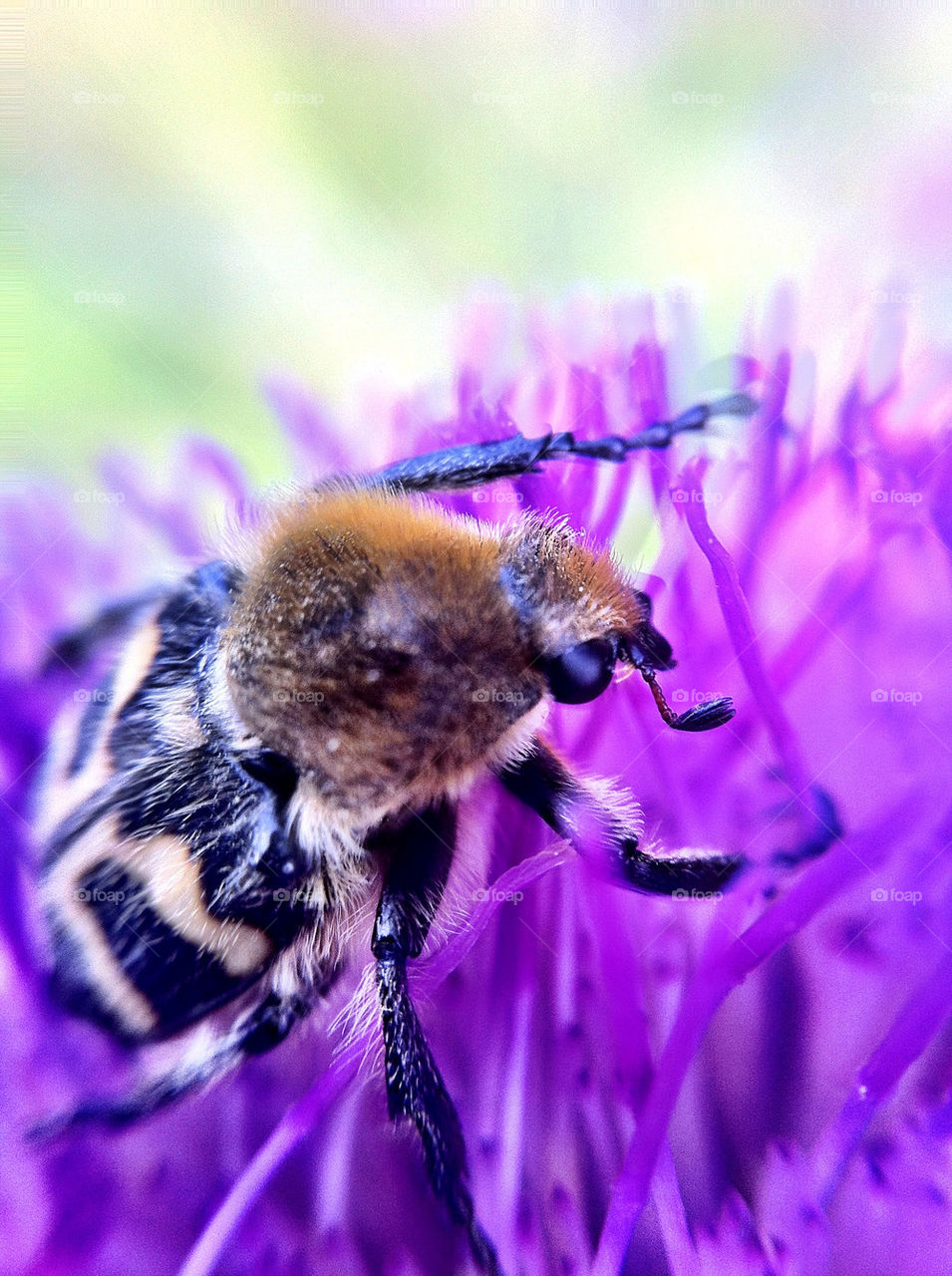 macro sommar lila insekt by ka71