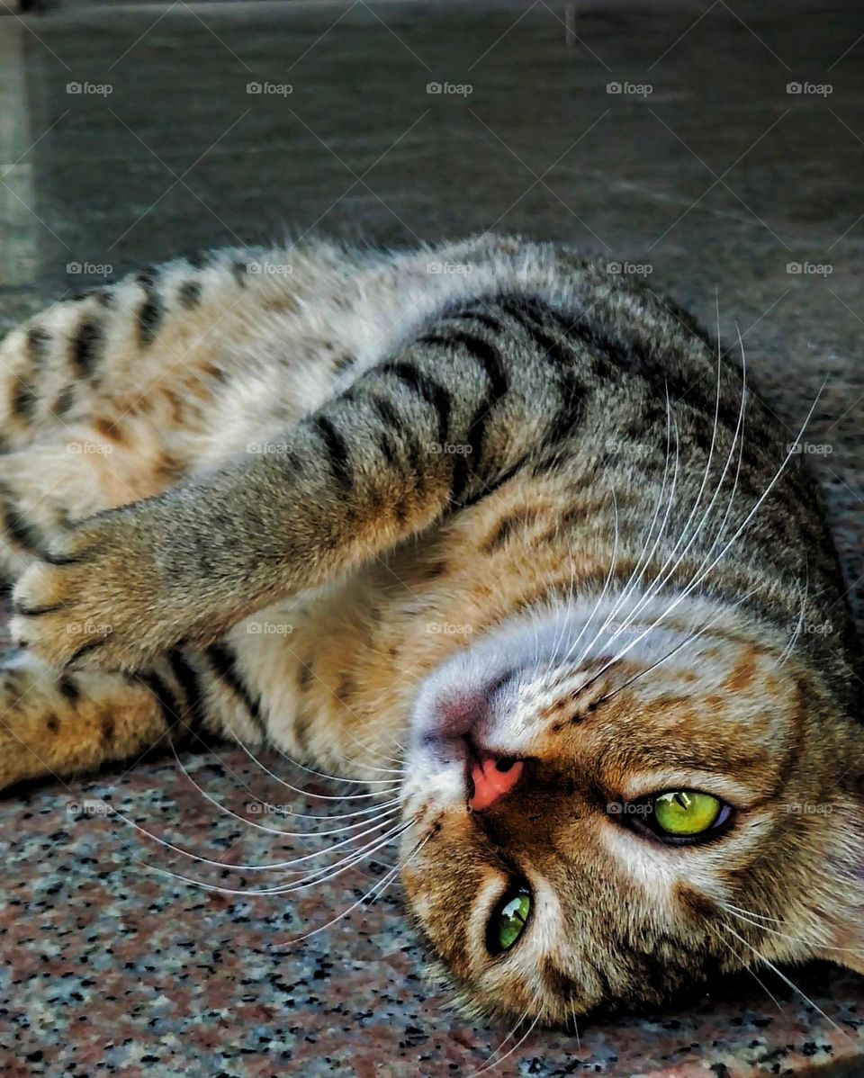 He Posed I framed 😊