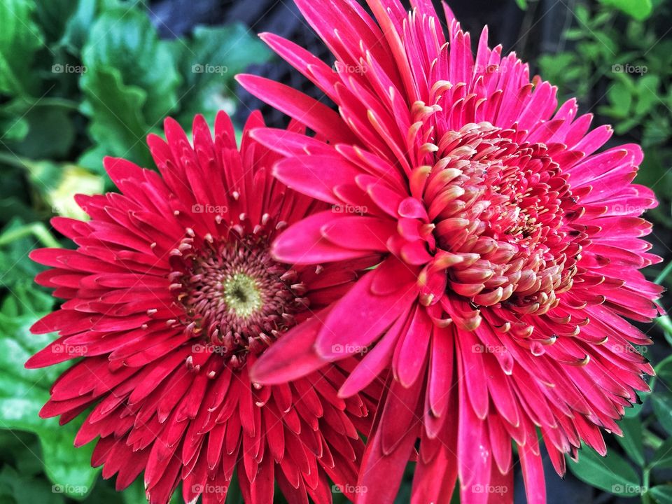 Pink perfection. A perfect dahlia growing in my flower garden 