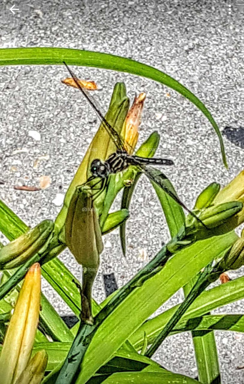 Predator Bug (dragon fly)