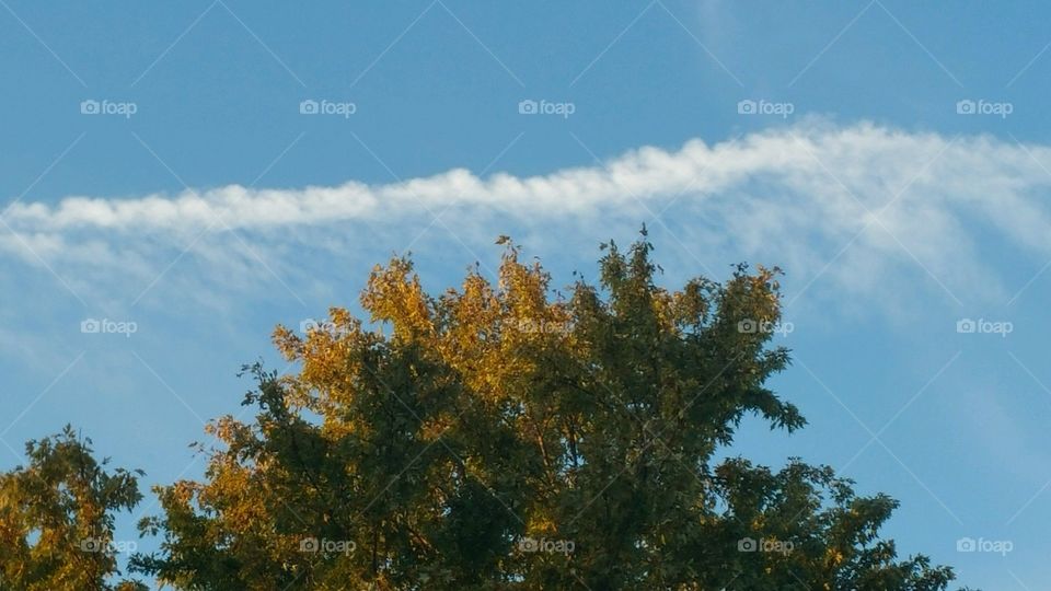 Sky and top of tree and long puffy cloud