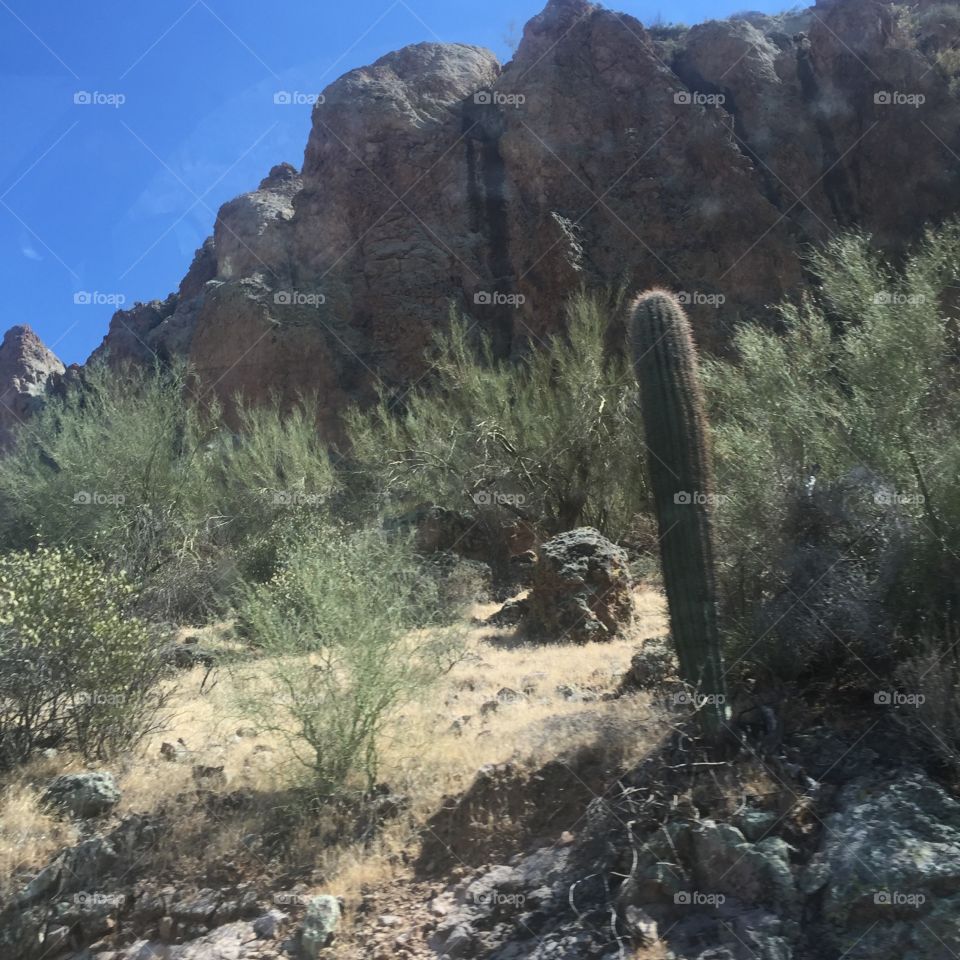 Cactus on the mountainside