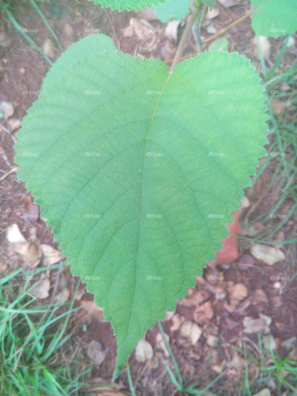Paper Mulberry leaf.