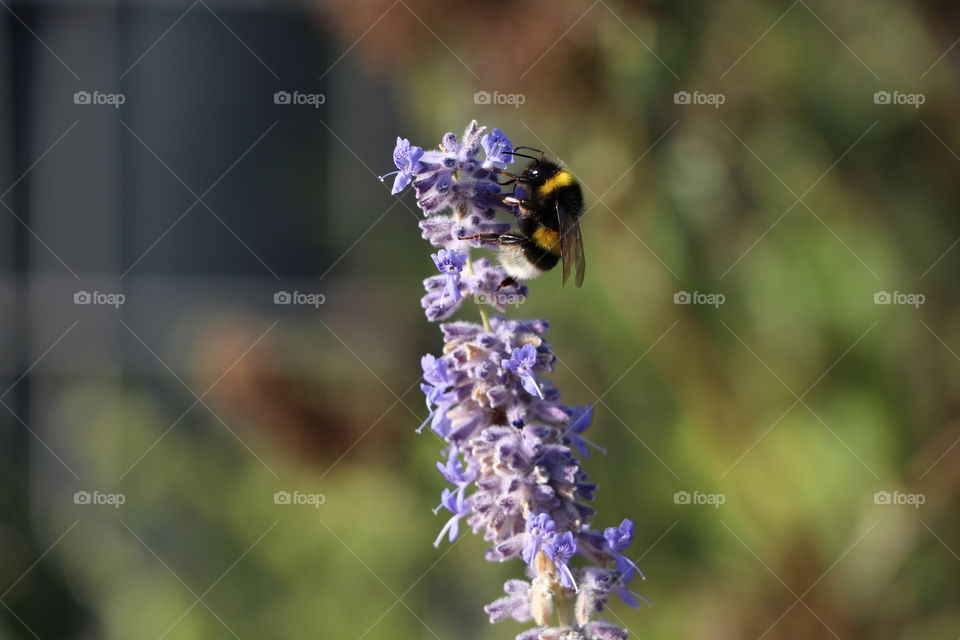 Big bee on lavender