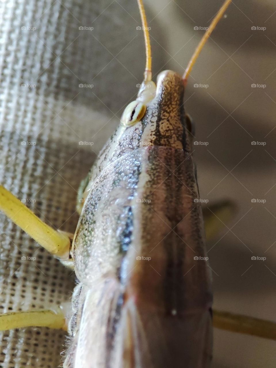 Grasshopper on curtain