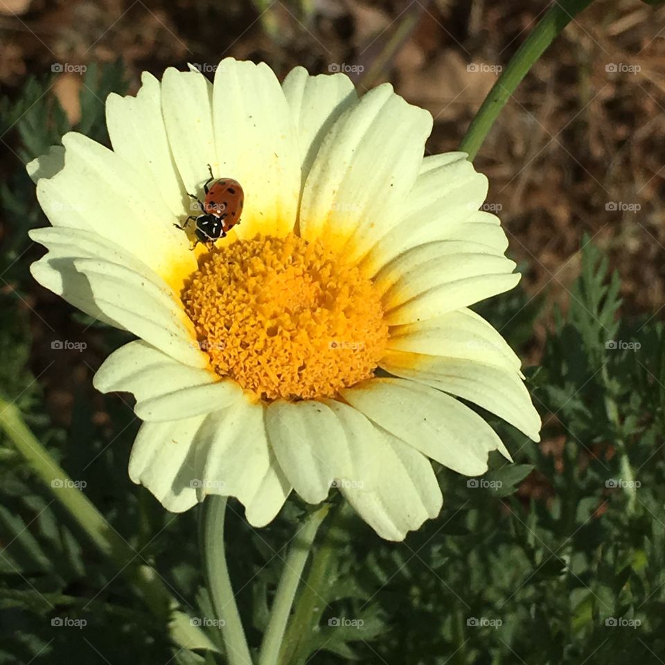 Nature, Flower, Flora, Bee, Summer