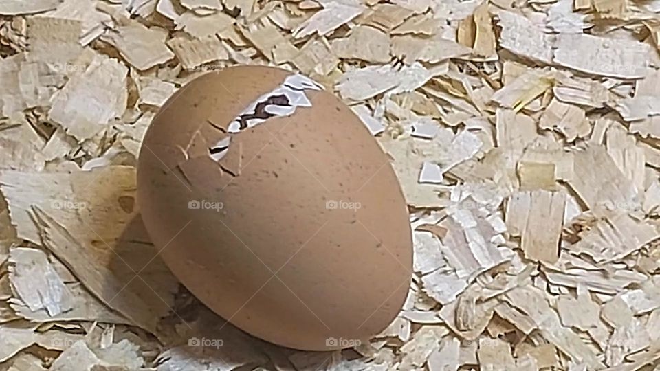 A chick that hatches from an egg