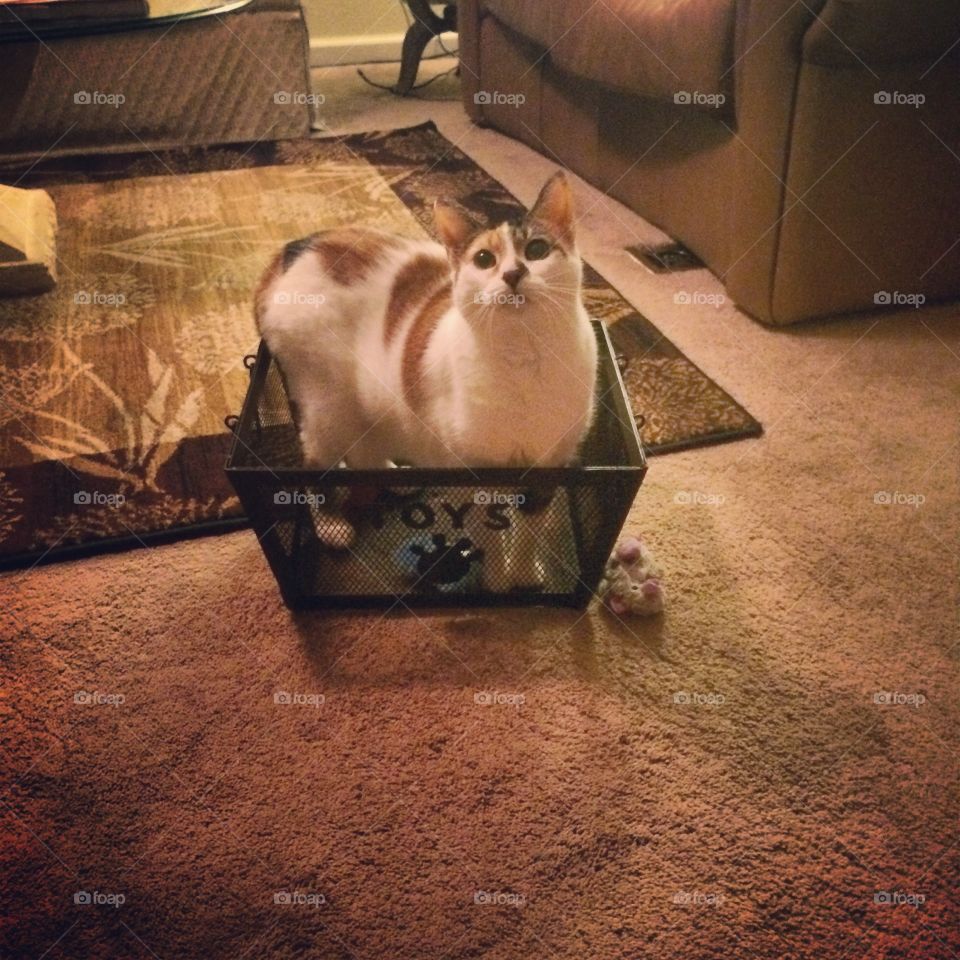 Cat in a Bin. Gia demands more toys