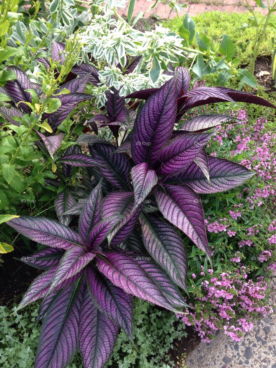 Purple leaves 