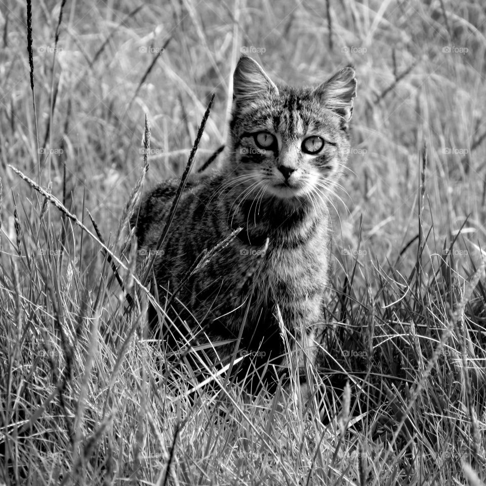 Wild Cat