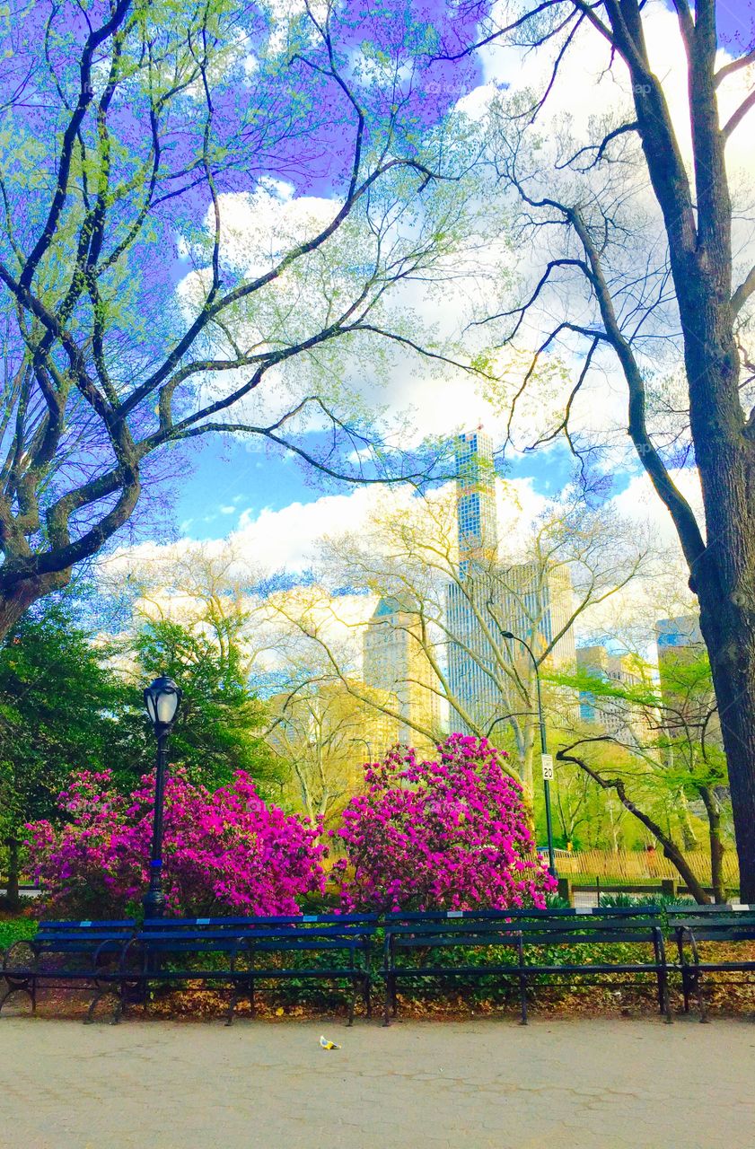 Spring in Central Park. Central Park