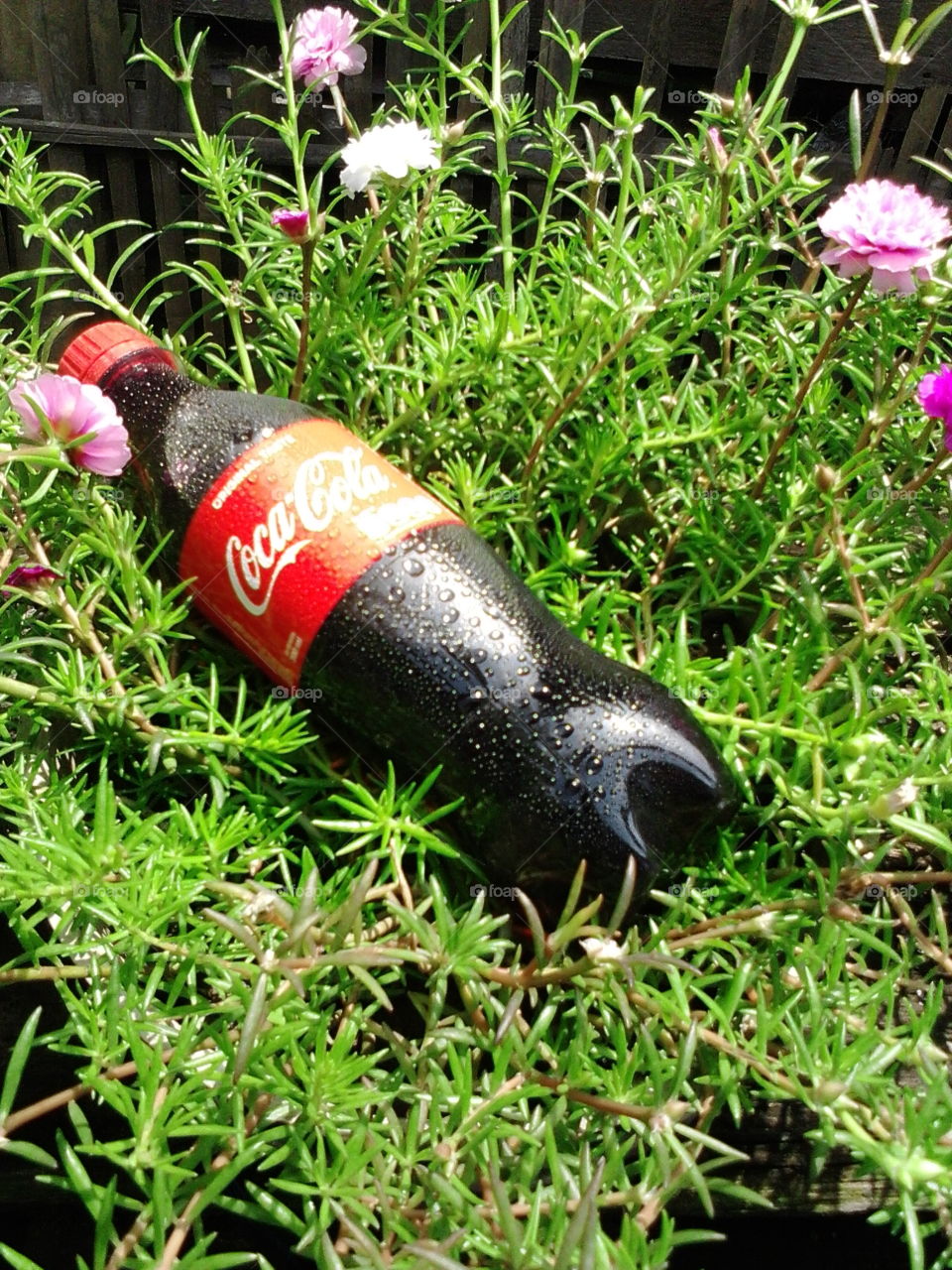 coca cola laying on the grass