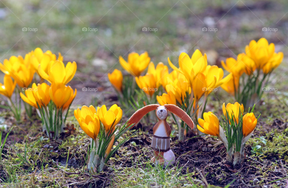 funny easter bunny between yellow crocuses