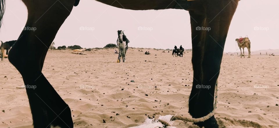 View of horse from leg, s horse.