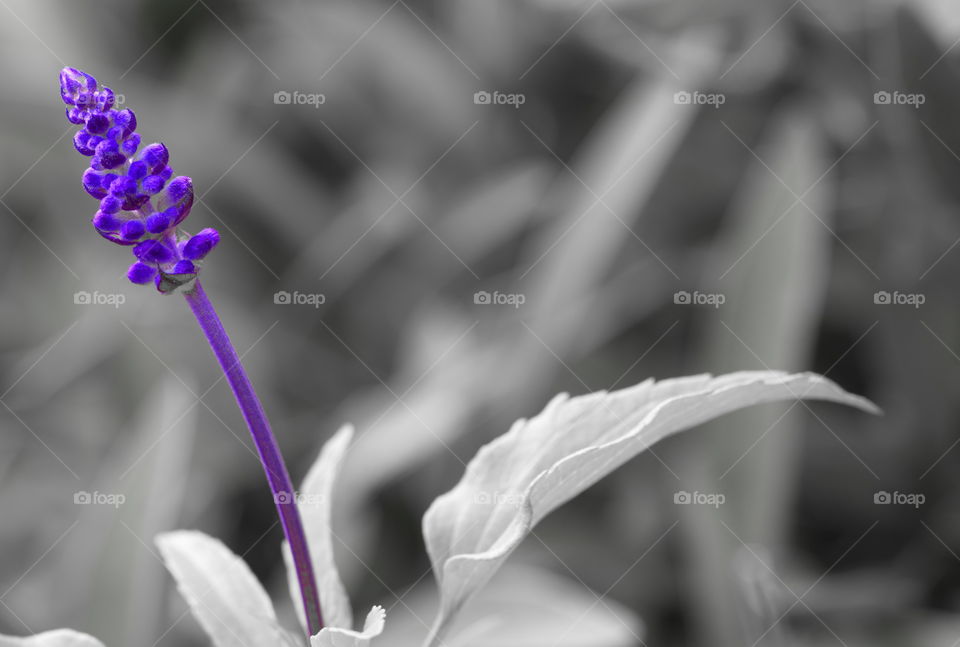 purple flower