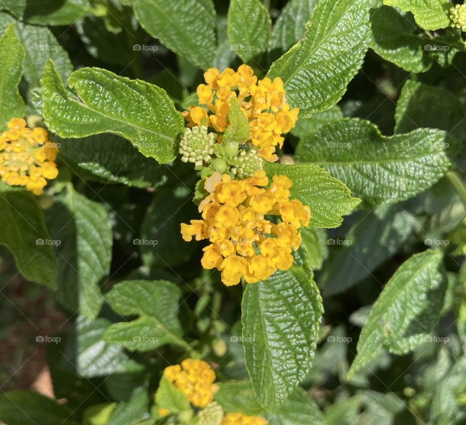 🌹 🇺🇸 Very beautiful flowers to brighten our day.  Live nature and its beauty. Did you like the delicate petals? / 🇧🇷 Flores muito bonitas para alegrar nosso dia. Viva a natureza e sua beleza. Gostaram das pétalas delicadas? 