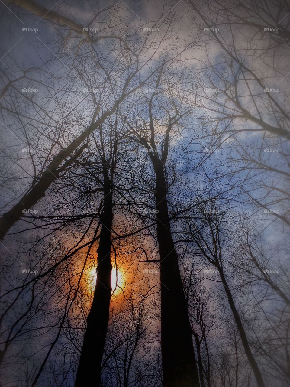 Low angle view of bare trees during sunset