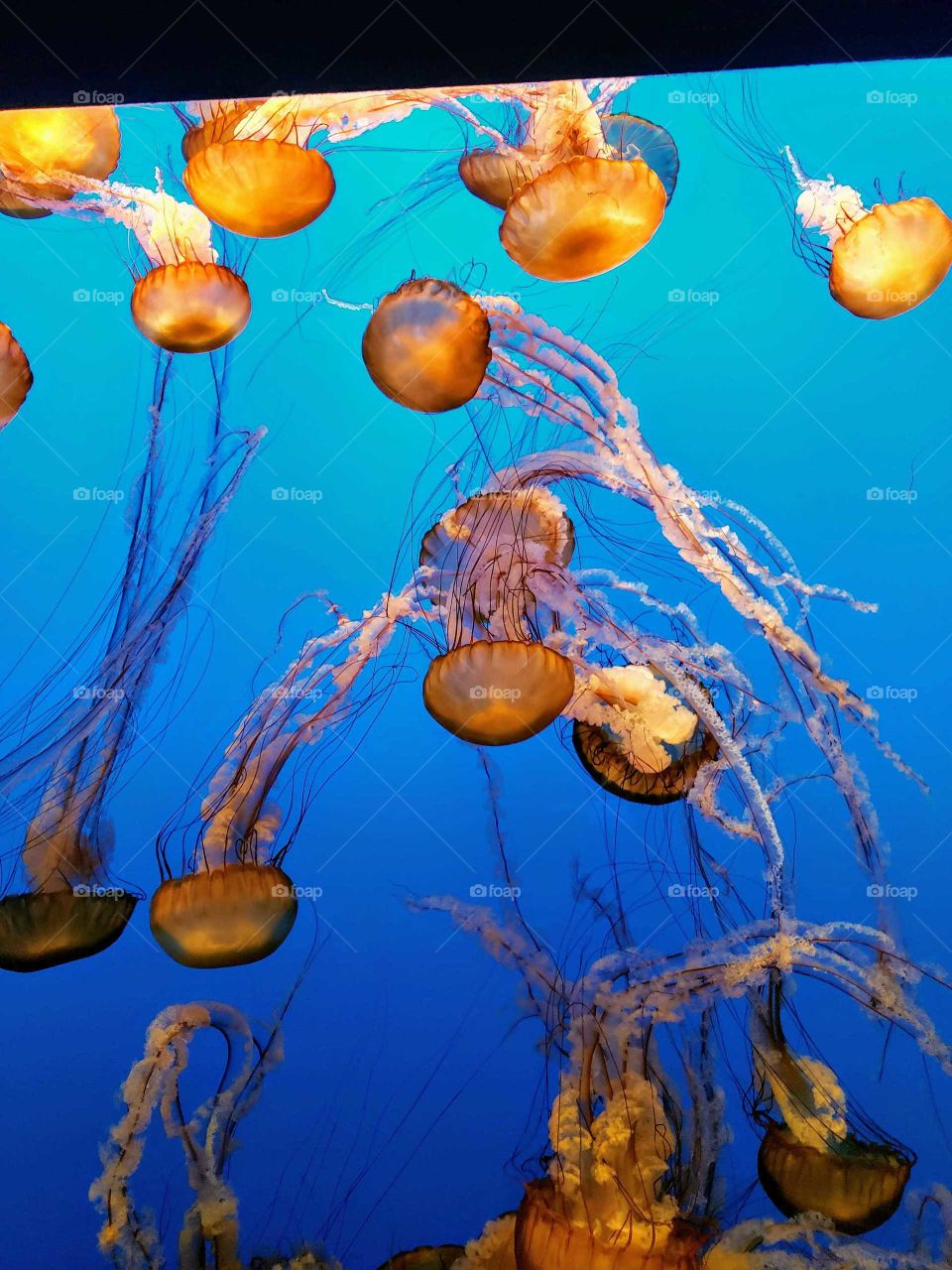 jellyfish