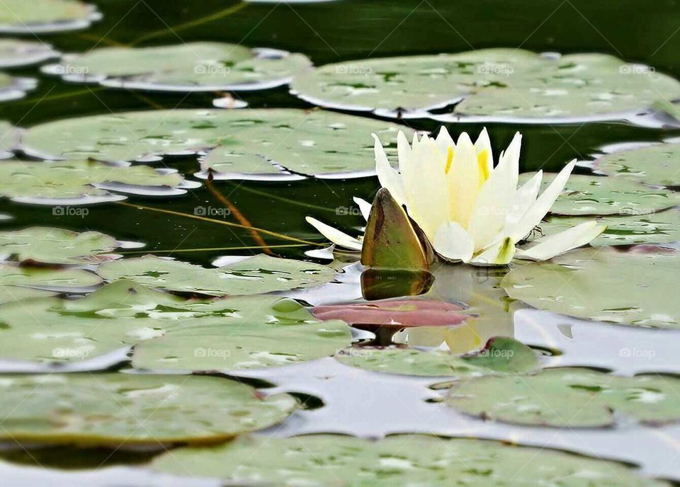 In the back bay where all is covered with Lilypad Flowers