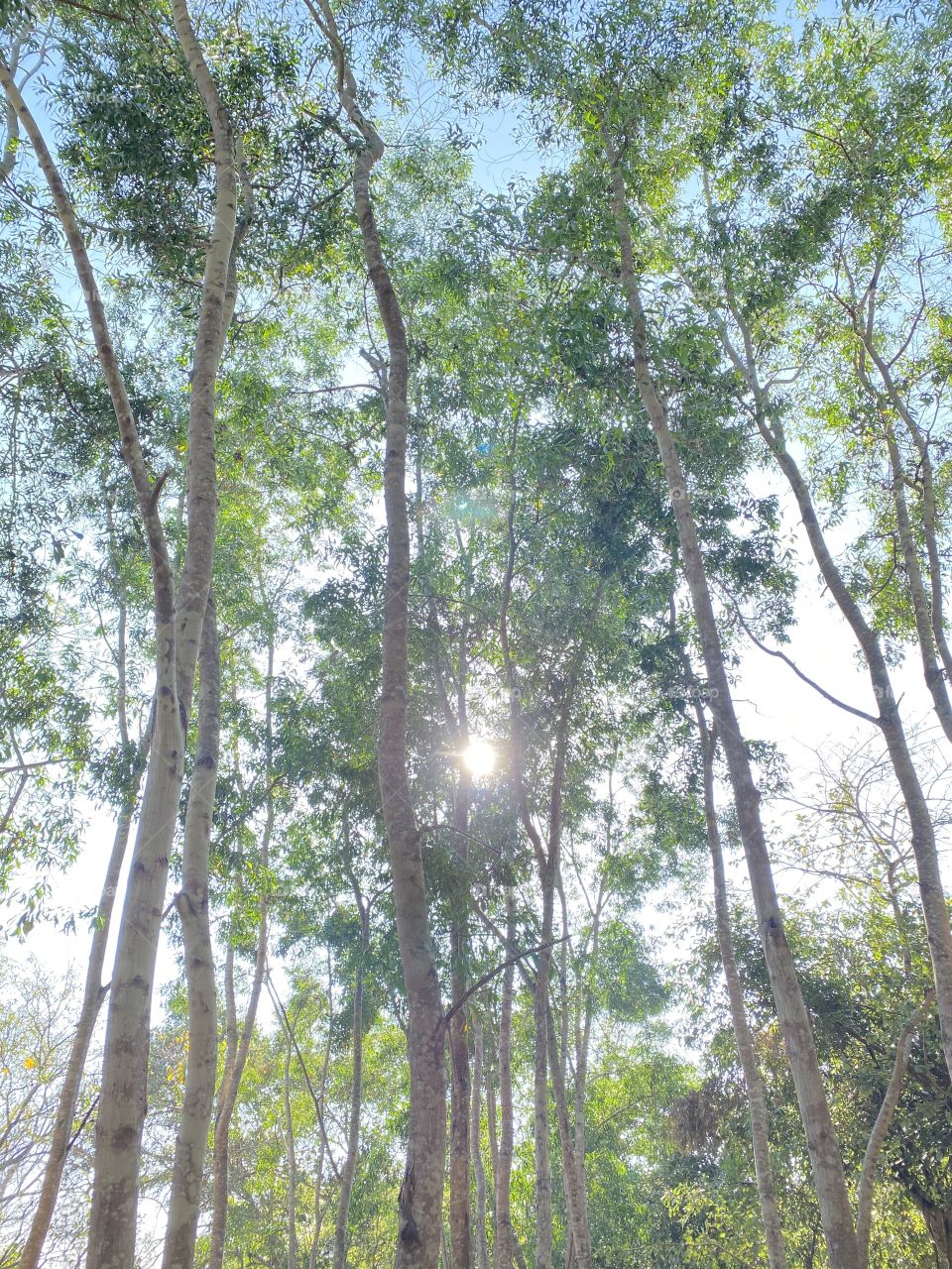 Sunshine in forest 