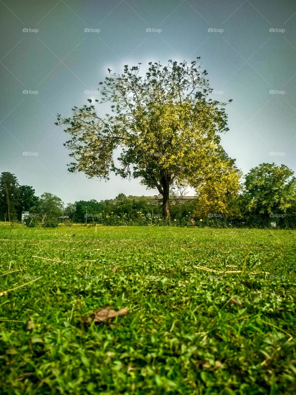 Go Green World, Save trees save the Earth 💙