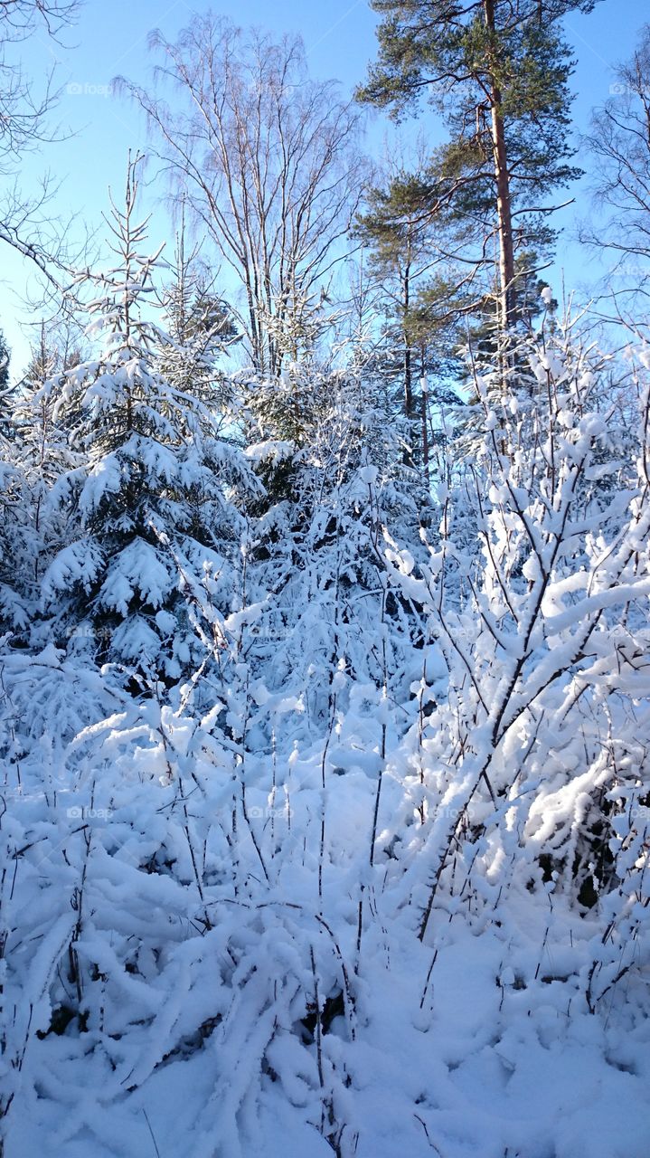 Snow covered forest