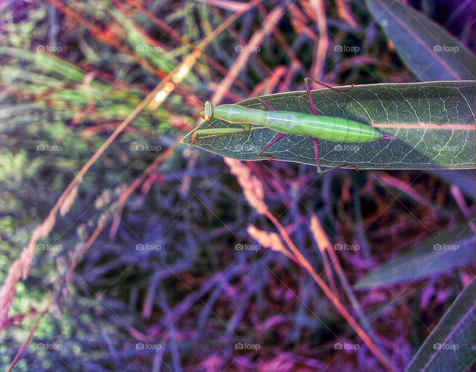 Praying Mantis on green leaf