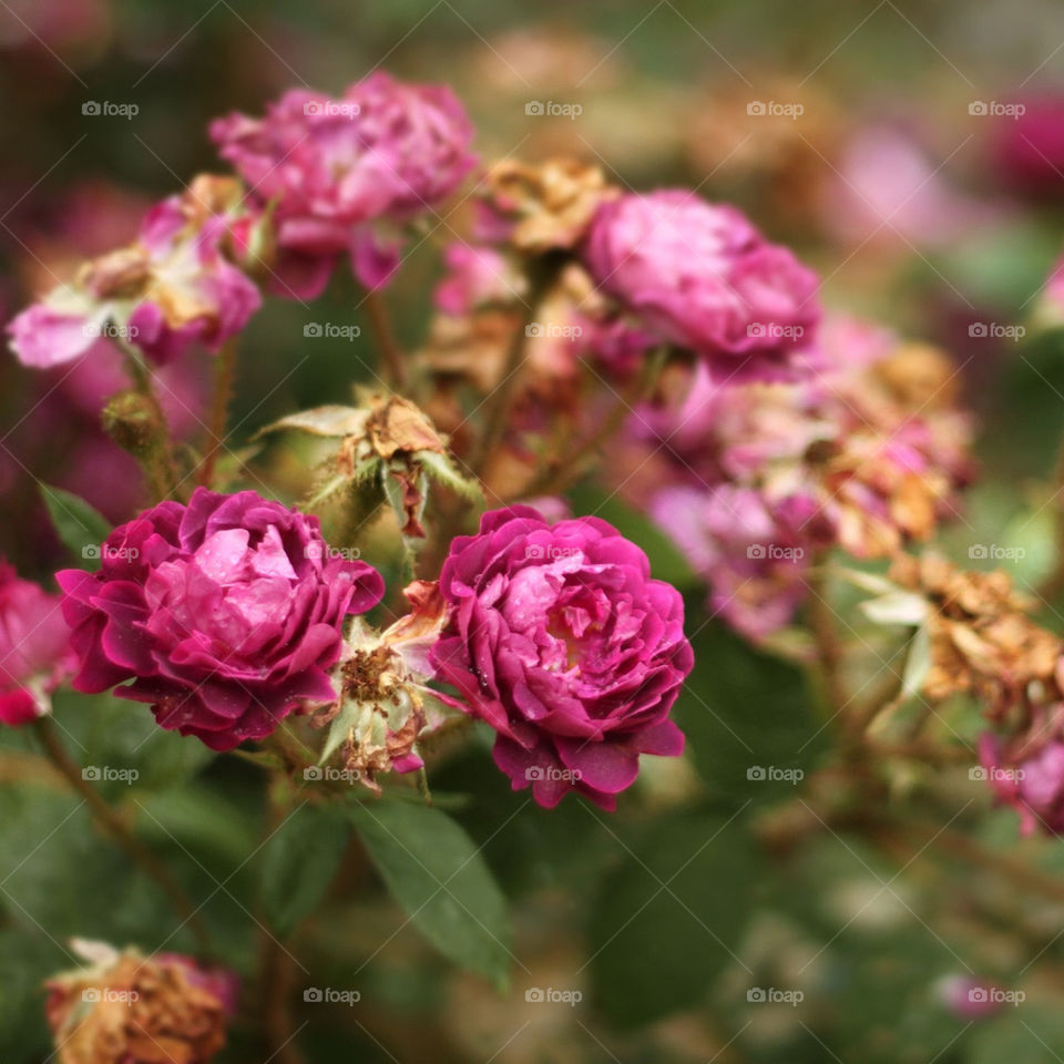 flowers fall autumn roses by moosyphoto