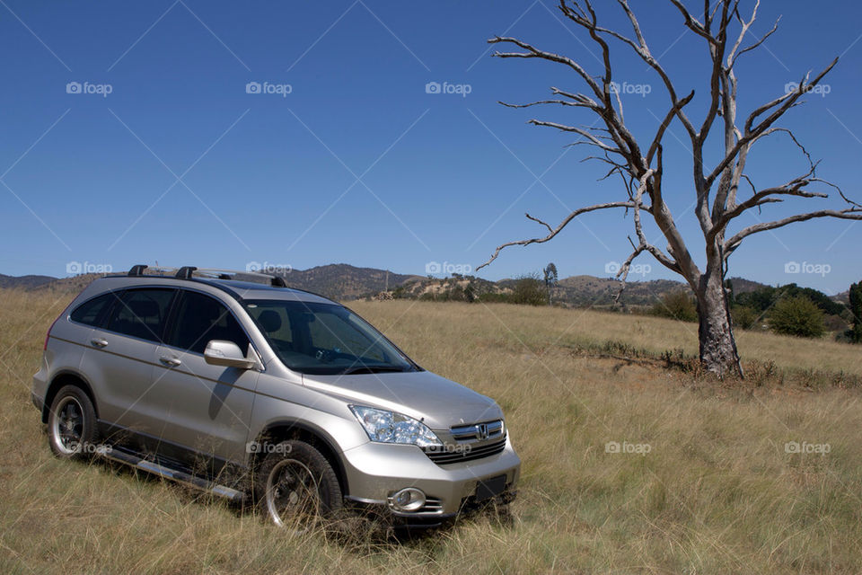nature tree outside land by splicanka