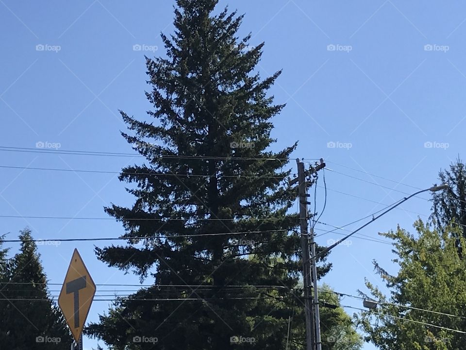 Tree against the blue sky. Telephone pole and street light with wires flowing in front of the tree and sky. A sign saying there is a cross street coming up. 
