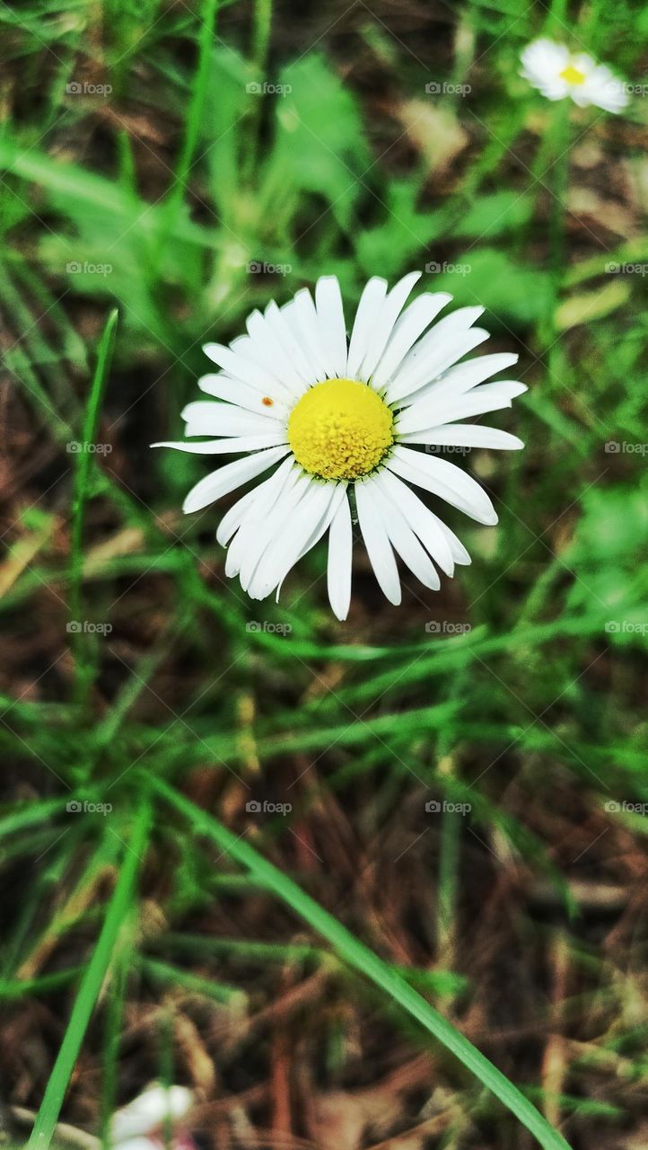 Little bellis in the grass