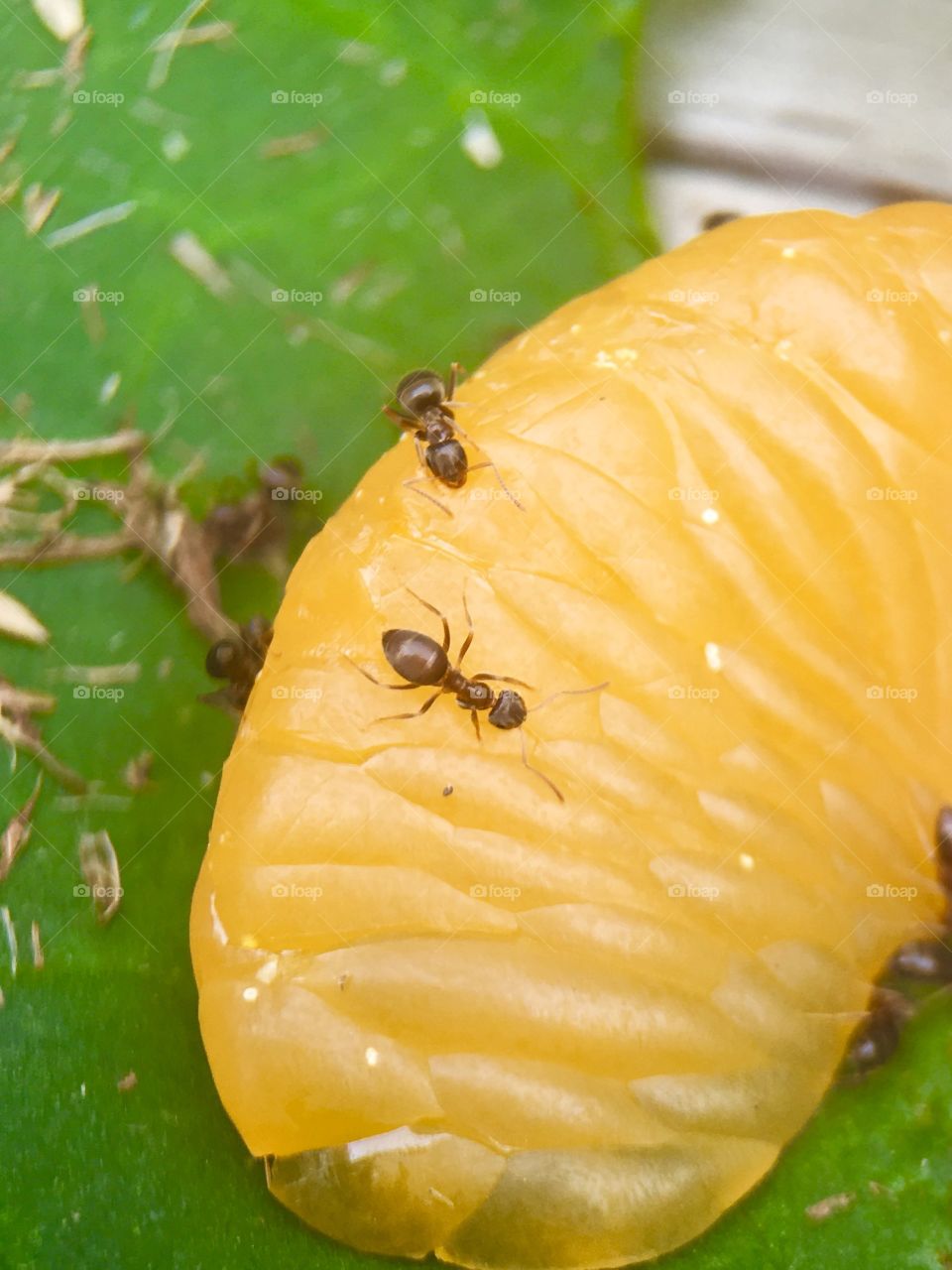 Ants eating food